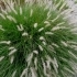 Pennisetum orientale -- orientalisches Lampenputzergras